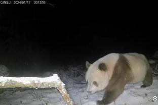 gấu bông cute